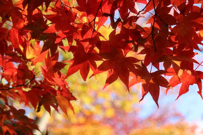 ใบไม้เปลี่ยนสีในช่วงพีค ที่แดงทั้งต้น